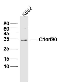 C1orf80 Rabbit Polyclonal Antibody