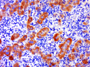 C2orf44 Rabbit Polyclonal Antibody
