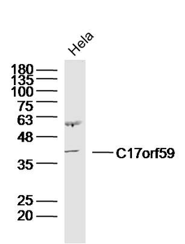 C17orf59 Rabbit Polyclonal Antibody