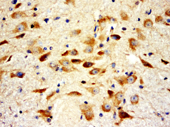 Rap2A Rabbit Polyclonal Antibody
