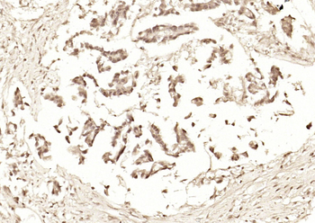 C9orf86 Rabbit Polyclonal Antibody