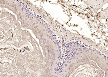 C9orf86 Rabbit Polyclonal Antibody