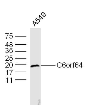 C6orf64 Rabbit Polyclonal Antibody