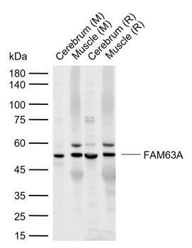 FAM63A Rabbit Polyclonal Antibody