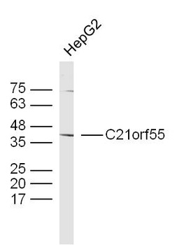 C21orf55 Rabbit Polyclonal Antibody