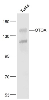 OTOA antibody