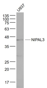NIPAL3 Rabbit Polyclonal Antibody