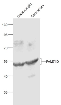 FAM71A antibody