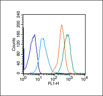 CD73 Rabbit Polyclonal Antibody