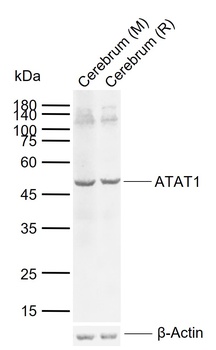 alpha TAT antibody