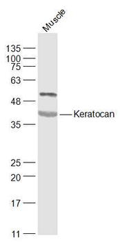 Keratocan Rabbit Polyclonal Antibody
