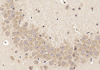 LRFN2 Rabbit Polyclonal Antibody