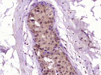 FAM98A Rabbit Polyclonal Antibody