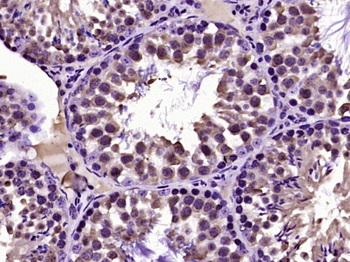 C4orf22 Rabbit Polyclonal Antibody