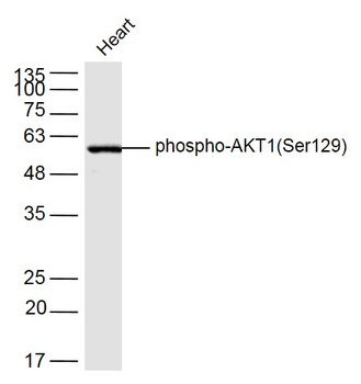 Phospho-AKT1 (Ser129) Rabbit Polyclonal Antibody