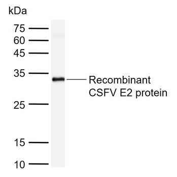 CSFV E2 Goat Polyclonal Antibody