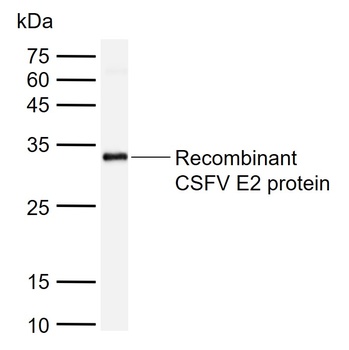 CSFV E2 protein antibody