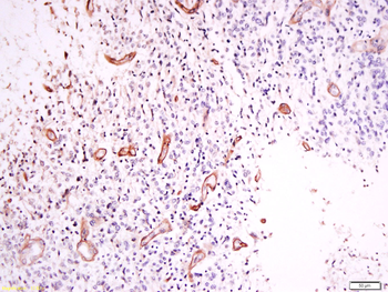 Phospho-delta Opioid Receptor (Ser363) Rabbit Polyclonal Antibody