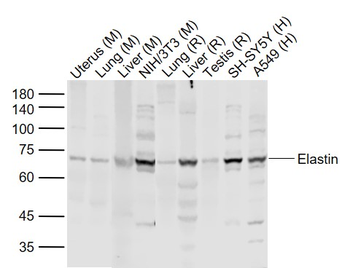 Elastin Rabbit Polyclonal Antibody