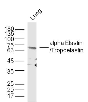 Elastin Rabbit Polyclonal Antibody