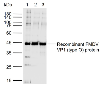 FMDV VP1 Rabbit Polyclonal Antibody