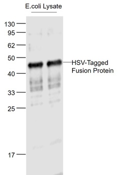 HSV tag antibody