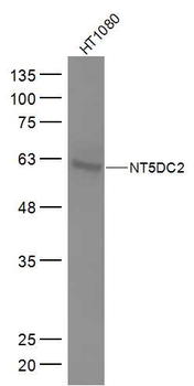 NT5DC2 Rabbit Polyclonal Antibody