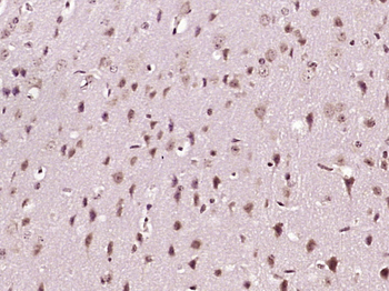 Nucleobindin 1 Rabbit Polyclonal Antibody