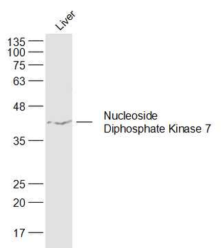 Nucleoside Diphosphate Kinase 7 Rabbit Polyclonal Antibody