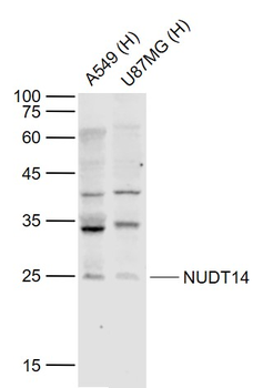 NUDT14 Rabbit Polyclonal Antibody