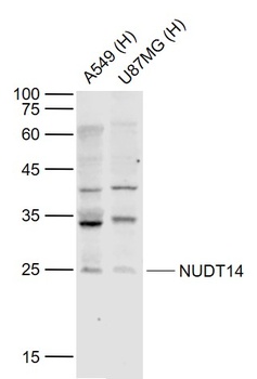 NUDT14 antibody