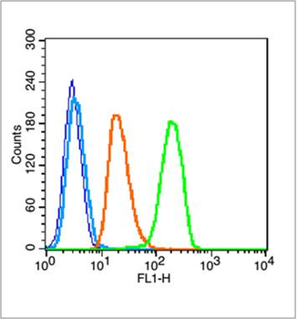 Phospho-NFKB1 (Ser373) Rabbit Polyclonal Antibody