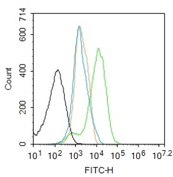 NFKB p65 Rabbit Polyclonal Antibody