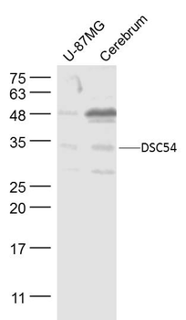 PRR16/DSC54 Rabbit Polyclonal Antibody