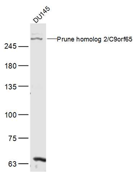Prune homolog 2/C9orf65 Rabbit Polyclonal Antibody
