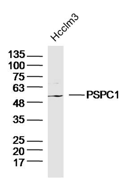 PSPC1 Rabbit Polyclonal Antibody