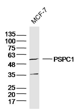 PSPC1 Rabbit Polyclonal Antibody