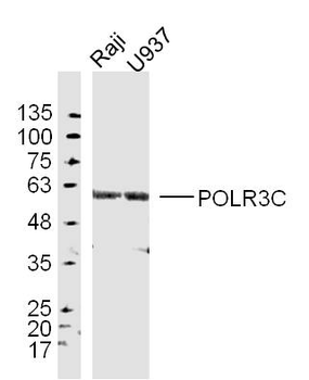 POLR3C Rabbit Polyclonal Antibody