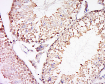 REV3L/Polymerase DNA zeta Rabbit Polyclonal Antibody