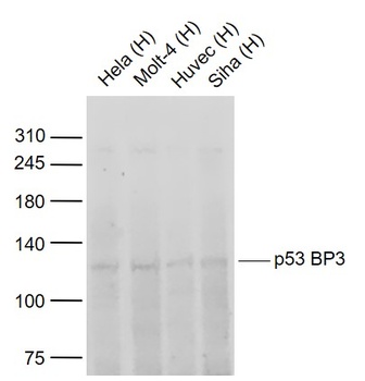 p53 BP3 antibody