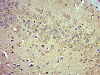 PDE9A Rabbit Polyclonal Antibody