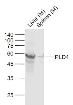PLD4 antibody