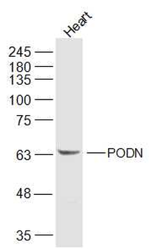 PODN Rabbit Polyclonal Antibody