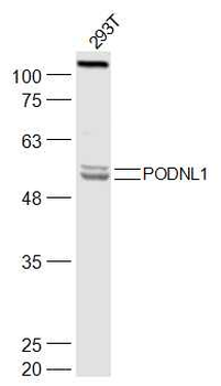 PODNL1 Rabbit Polyclonal Antibody