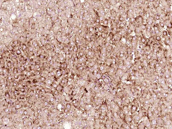POFUT2 Rabbit Polyclonal Antibody