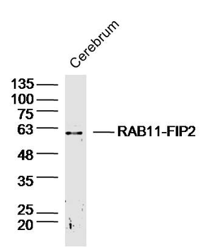 RAB11-FIP2 Rabbit Polyclonal Antibody