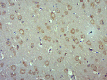 RAB11FIP5 Rabbit Polyclonal Antibody