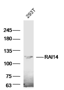 RAI14 Rabbit Polyclonal Antibody