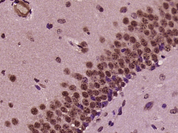 RBM34 Rabbit Polyclonal Antibody