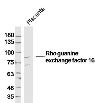 Rho guanine exchange factor 16 Rabbit Polyclonal Antibody